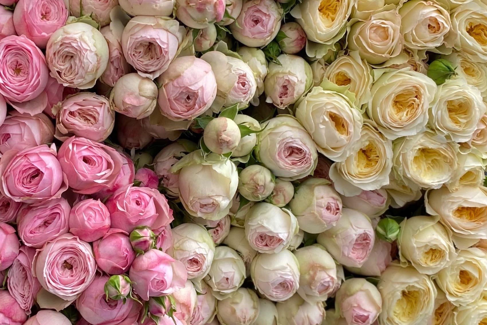 Всегда свежие цветы